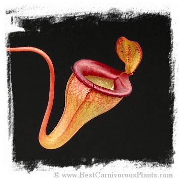 Nepenthes jamban {yellow-green form} / 3-7 cm