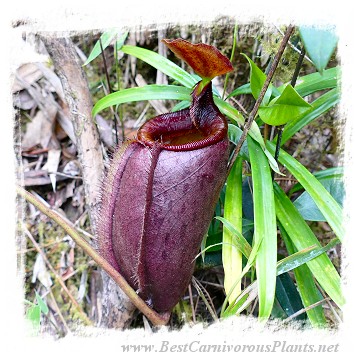 Nepenthes leonardoi {Mt. Shumkat, Palawan, Philippines} / 3-8 cm