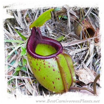 Nepenthes leonardoi {Mt. Shumkat, Palawan, Philippines} / 3-8 cm