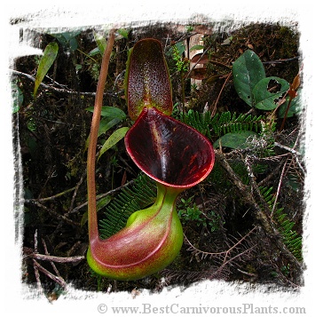 Nepenthes lowii {seedgrown, Mt. Trusmadi, Sarawak, Malaysia} / 1 plant, size 4-8 cm