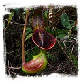 Nepenthes lowii {seedgrown, Mt. Murud, Sarawak, Malaysia} / size 4-8 cm