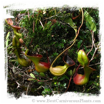 Nepenthes lowii {seedgrown, Mt. Murud, Sarawak, Malaysia} / size 4-8 cm