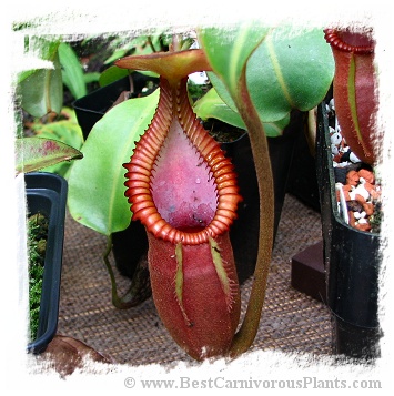 Nepenthes macrophylla {clone 1995-30, Gunung Trusmadi, 2550 m} / 1+ plants, size 2-4 cm