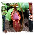 Nepenthes macrophylla {clone 1995-30, Gunung Trusmadi, 2550 m} / 1+ plants, size 2-4 cm