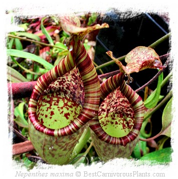 Nepenthes minima {Indonesia} / 4-8 cm