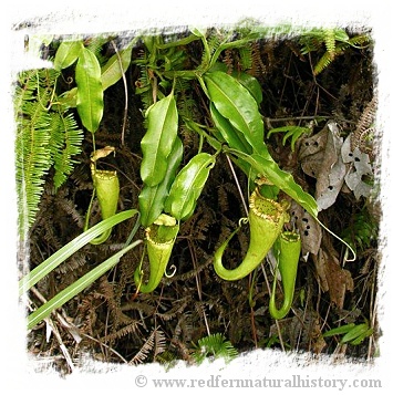 Nepenthes minima {Indonesia} / 4-8 cm