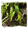 Nepenthes maxima {wavy leaf, Tentena, Central Sulawesi} / size 5-10 cm