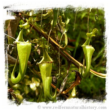 Nepenthes maxima {large form, Tentena} / 6-12 cm