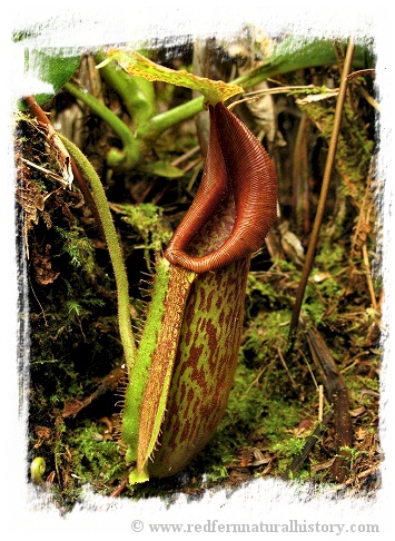 Nepenthes minima {Indonesia} / 4-8 cm