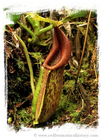 Nepenthes maxima {large form, Tentena} / 6-12 cm