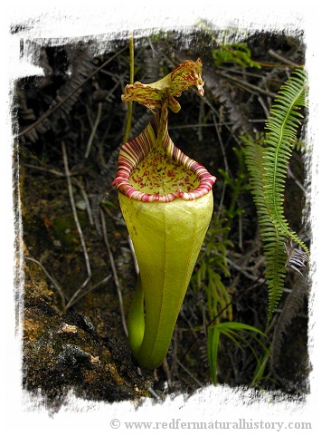 Nepenthes maxima {large, Tentena} / 6-12 cm