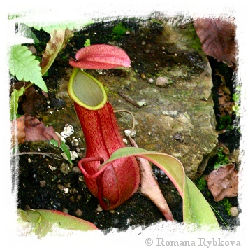 Nepenthes merrilliana {seedgrown, lowland form, Philippines} / 1 plant, size 3-6 cm