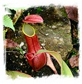 Nepenthes merrilliana {seedgrown, lowland form, Philippines} / 1 plant, size 3-6 cm