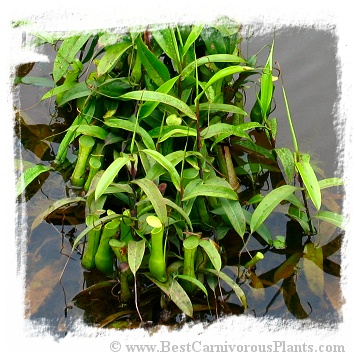 Nepenthes mirabilis {red} / 4-10 cm