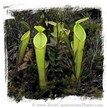 Nepenthes murudensis {Gunung Murud, Borneo, Malaysia, 2000-2220m} / 2+ plants, 2-6 cm