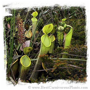 Nepenthes murudensis {Gunung Murud, Sarawak, Malaysia} (20s)