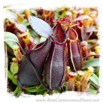 Nepenthes spec. {Gunung Murud, Borneo, Malaysia} / 2-4 cm