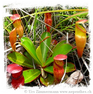 Nepenthes pervillei / 6-15 cm