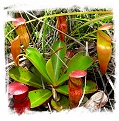 Nepenthes pervillei {seedgrown, Seychelles} / 4-6 cm