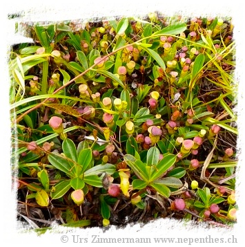 Nepenthes pervillei / 6-15 cm