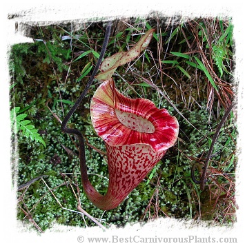 Nepenthes platychila / 3-8 cm