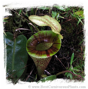 Nepenthes platychila / 3-8 cm