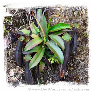 Nepenthes ramispina {mix of clones, Genting Highlands, Malaysia} / 1 plant, 6-12 cm