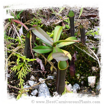 Nepenthes ramispina {mix of clones, Genting Highlands, Malaysia} / 1 plant, 6-12 cm