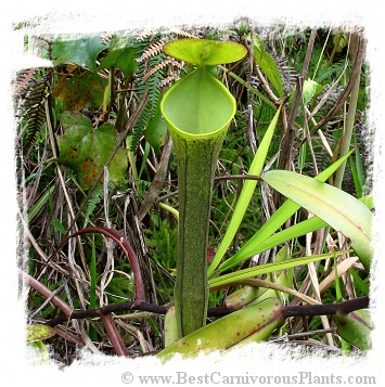 Nepenthes ramispina {mix of clones, Genting Highlands, Malaysia} / 1 plant, 6-12 cm