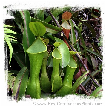 Nepenthes reinwardtiana {red form, Bario, Kelabit Highlands, Borneo} / 3-6 cm