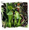 Nepenthes reinwardtiana {lowland} / 3-6 cm