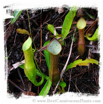 Nepenthes reinwardtiana {East Kalimantan, Indonesia} (20s)