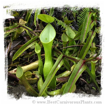 Nepenthes reinwardtiana {East Kalimantan, Indonesia} (20s)