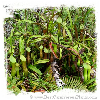 Nepenthes reinwardtiana {East Kalimantan, Indonesia} (20s)