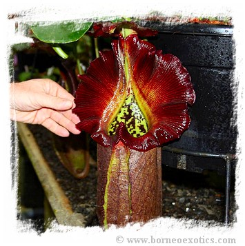 Nepenthes robcantleyi or hybrids {original Cedric Azais cross} / 1+ plants, size 3-6 cm