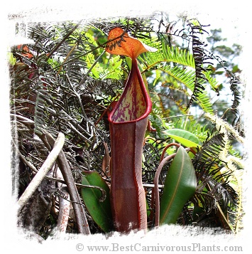 Nepenthes sanguinea {G. Brichang, Genting Highlands, Malaysia} / 5-10 cm