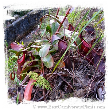 Nepenthes sanguinea {G. Brichang, Genting Highlands, Malaysia} / 5-10 cm