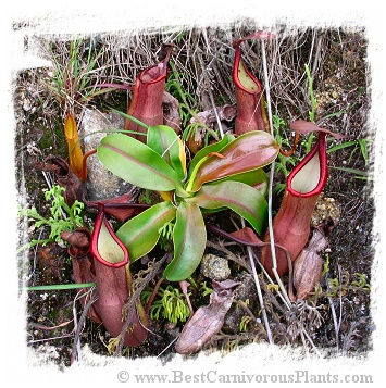 Nepenthes sanguinea {G. Brichang, Genting Highlands, Malaysia} / 5-10 cm