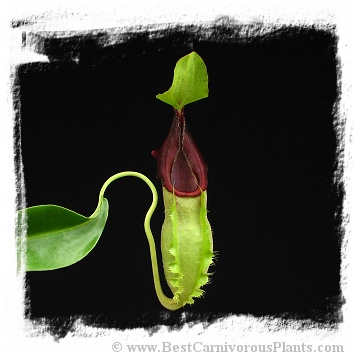 Nepenthes spathulata / 3-5 cm