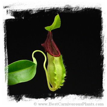 Nepenthes spathulata / 3-5 cm