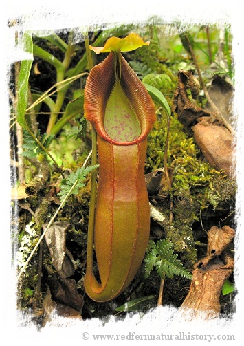 Nepenthes spathulata / 3-5 cm