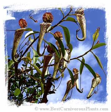 Nepenthes stenophylla {very hairy, Sarawak, Malaysia} / 4-7 cm