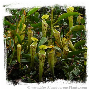 Nepenthes stenophylla {very hairy, Sarawak, Malaysia} / 4-7 cm