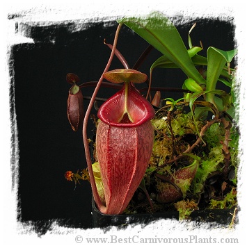 Nepenthes talangensis {Gunung Talang, Sumatra} / 3-6 cm