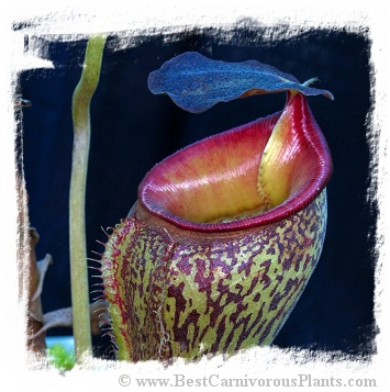 Nepenthes talangensis {Gunung Talang, Sumatra} / 3-6 cm