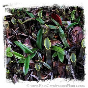 Nepenthes fusca {Eastern Sarawak, Borneo, Malaysia} (25s)