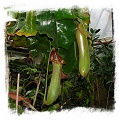 Nepenthes truncata {flared peristome, Cabadbaran, Mindanao, Philippines} / 1+ plants, size 3-8 cm