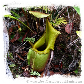 Nepenthes veitchii {lowland form, golden peristome, Bario} / 2-3 cm