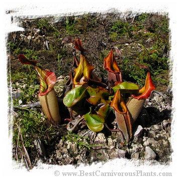 Nepenthes veitchii {lowland form, golden peristome, Bario} / 2-3 cm