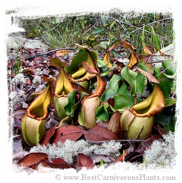 Nepenthes veitchii {lowland form, golden peristome, Bario} / 2-3 cm